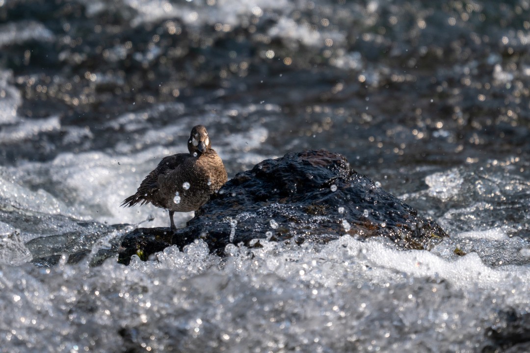 A dark duck stands on a wet rock surrounded by glittering whitewater and flying droplets.