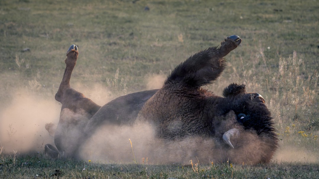 A bison rolls in a shallow dust wallow with all four legs raised and one eye visible.
