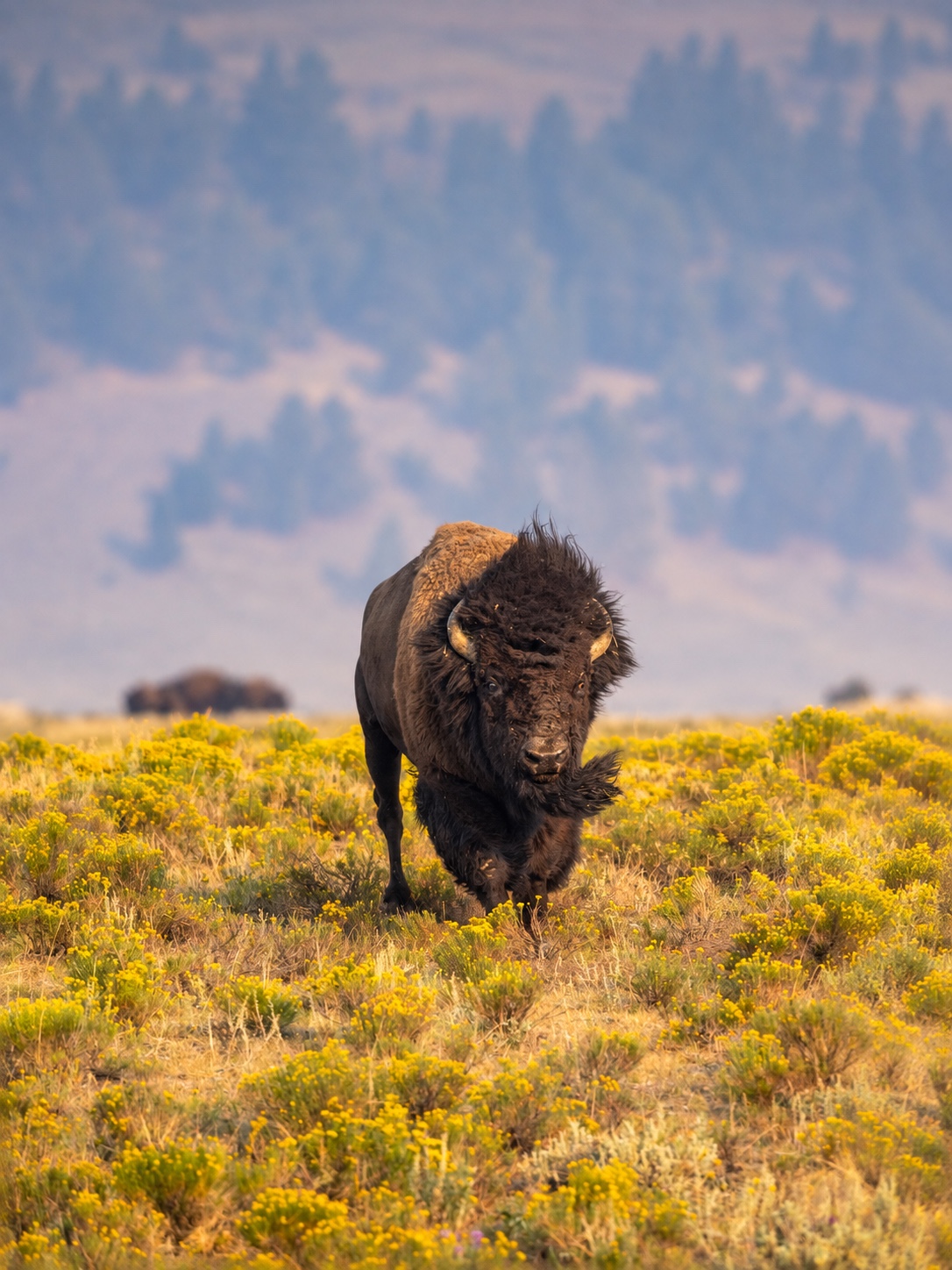 American bison walking through a Montana wildflower meadow