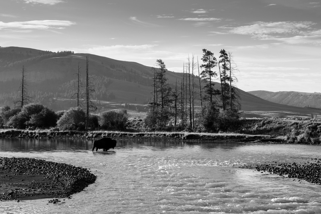 Black-and-white landscape of a lone bison crossing a river below burned trees and layered hills.