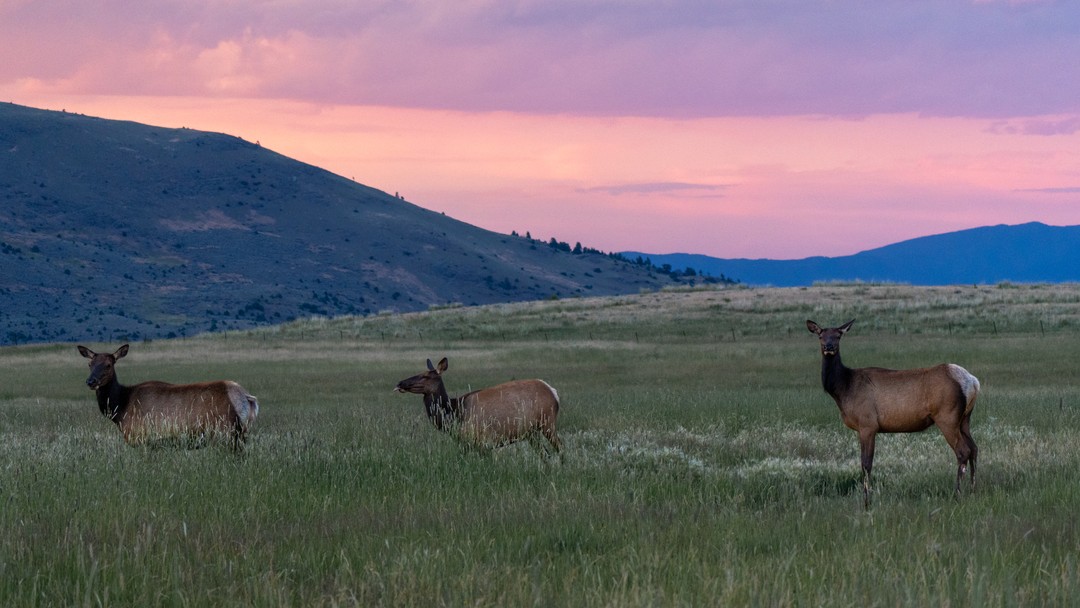 Three cow elk stand in a meadow beneath pink evening light and cool blue ridges.