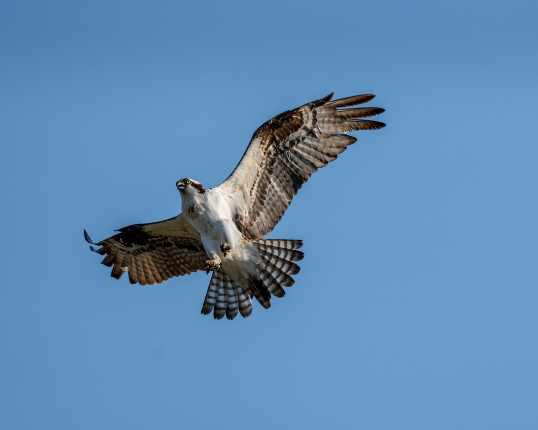 An osprey banks overhead with talons lowered and patterned wings spread against clear blue sky.