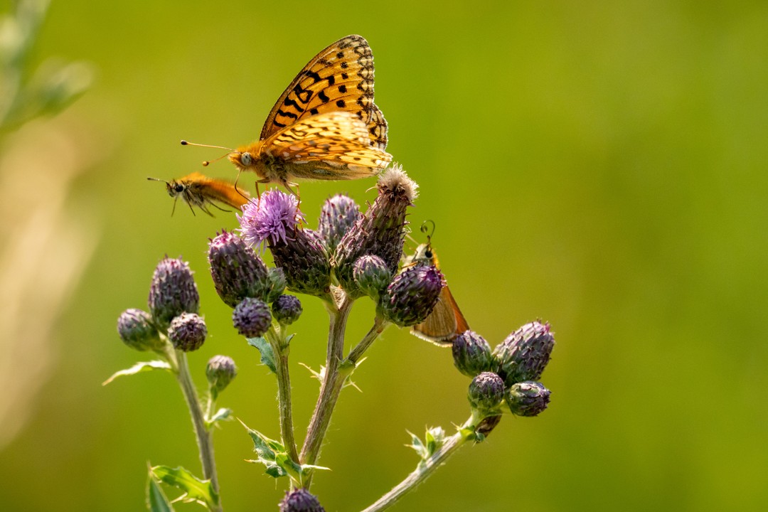 A fritillary butterfly and several small skippers crowd purple thistle blooms against green.