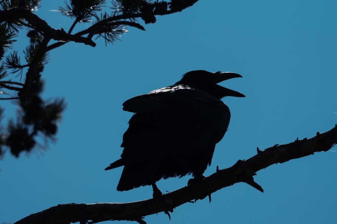 Two ravens overlap in dark silhouette on a pine branch against blue sky.