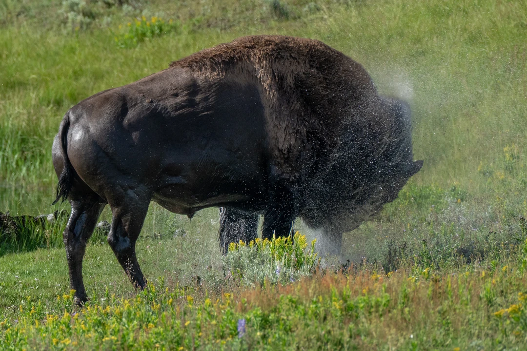 A wet bison throws an arc of backlit water across a green meadow.