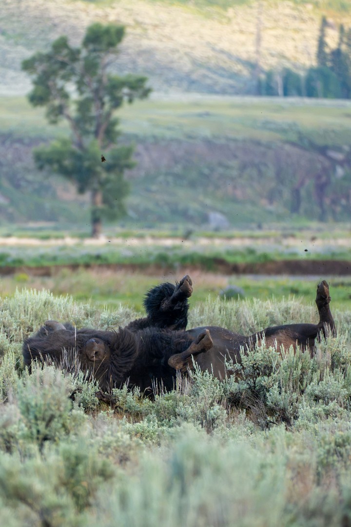 Several bison roll in a sagebrush flat, legs raised behind dense soft foreground plants.