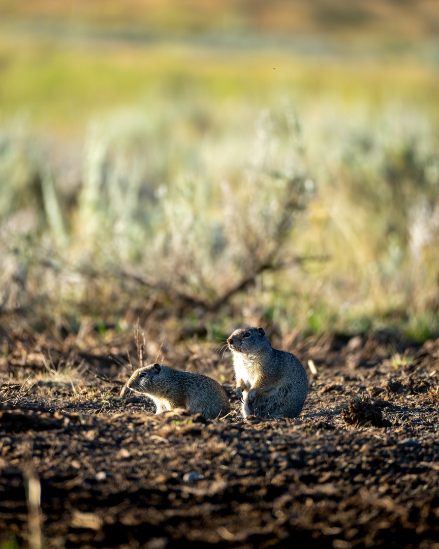 Two ground squirrels sit at a burrow entrance outlined by warm backlight.