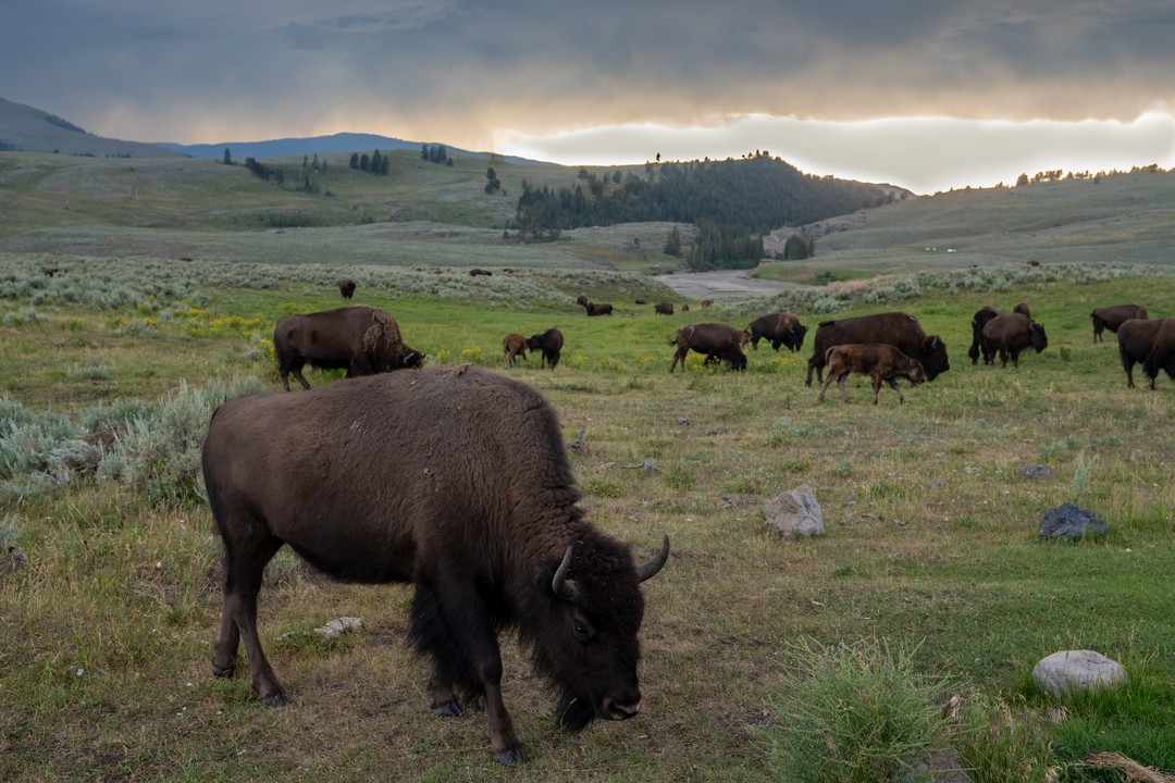 A bison grazes close to the camera while a herd spreads across a valley beneath a dark storm shelf.