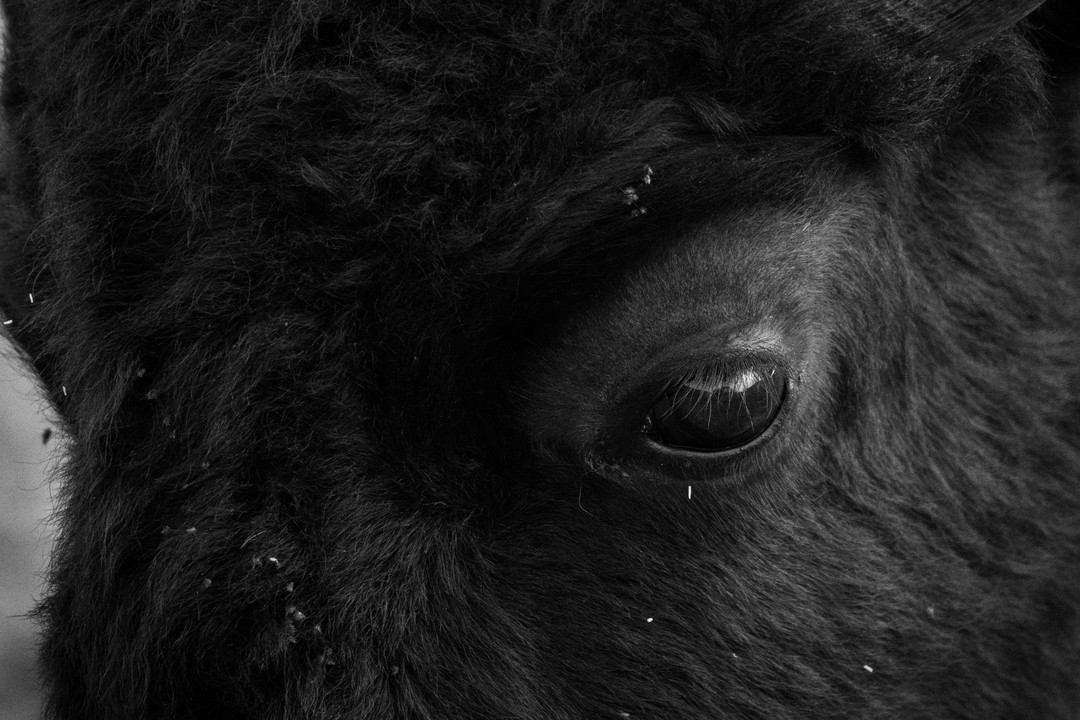 Black-and-white close view of a bison eye surrounded by dense fur.
