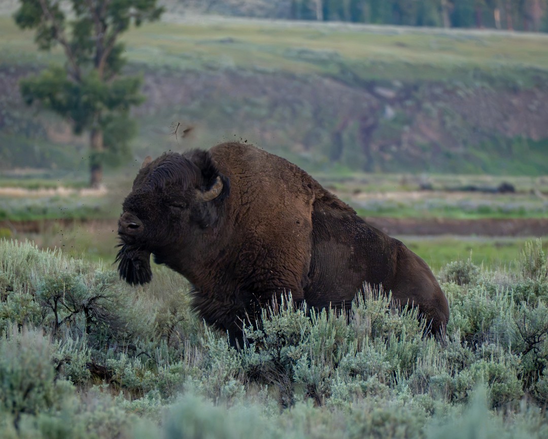 A bison shakes its mud-darkened head among sagebrush, with small clods frozen in the air.