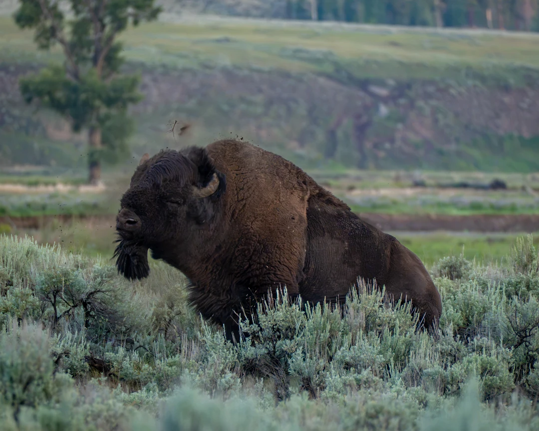 A bison shakes its mud-darkened head among sagebrush, with clods hanging in the air.