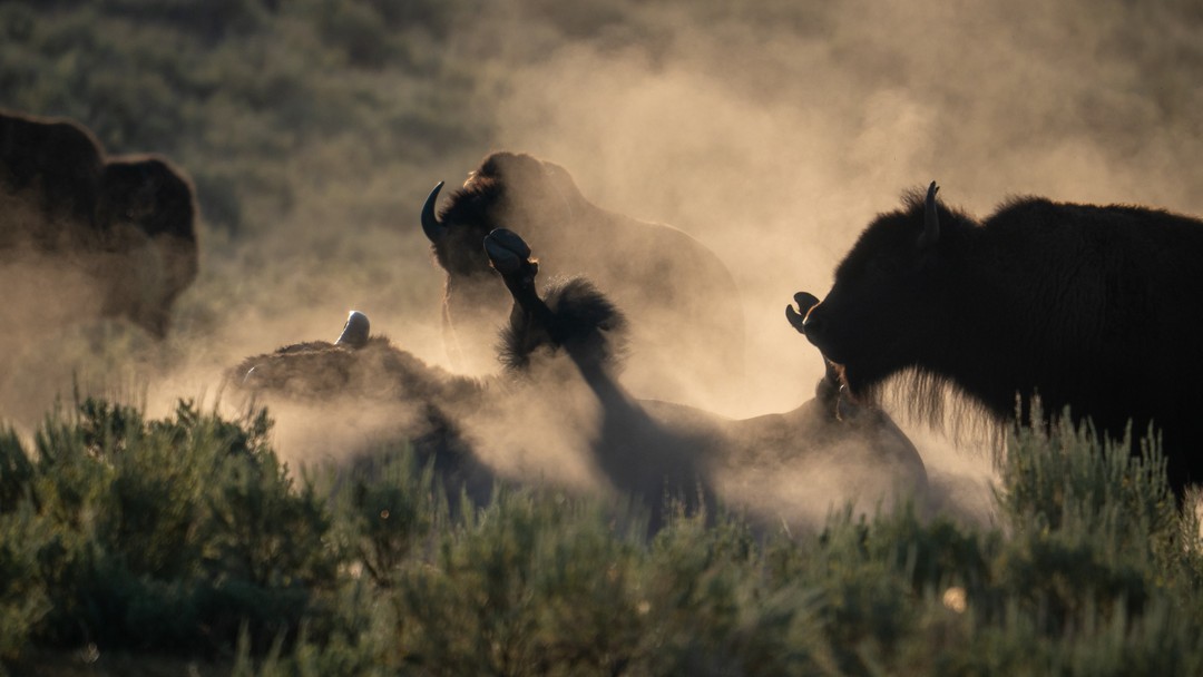 A bison herd moves through sunrise-lit dust, with a rolling animal's hooves raised in the center.