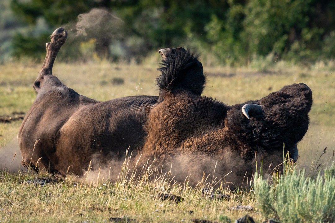 A bison rolls on its back in dust with three hooves raised into warm evening light.