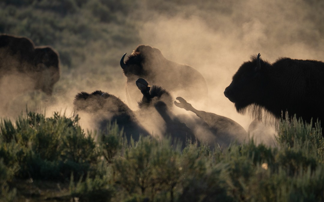 A bison herd moves through a cloud of sunrise-lit dust; one animal lies on its back with hooves raised.